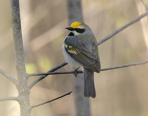 Golden-winged Warbler Vermivora chrysoptera