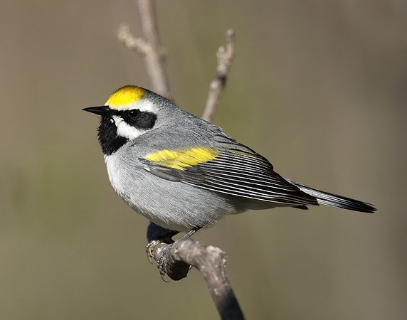 Golden-winged Warbler Vermivora chrysoptera