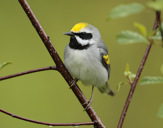 Golden-winged Warbler Vermivora chrysoptera