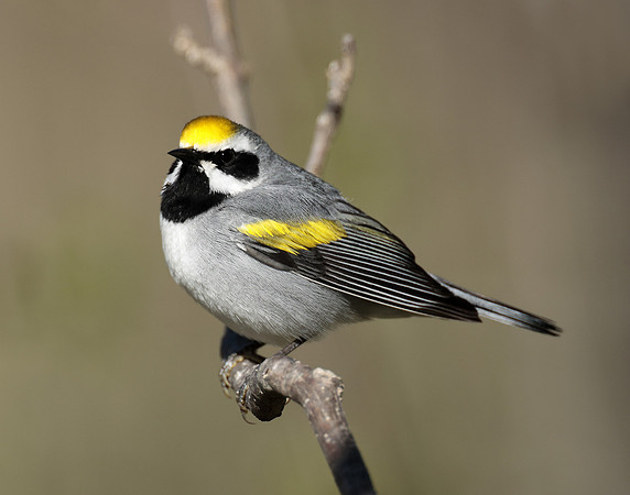 Golden-winged Warbler Vermivora chrysoptera