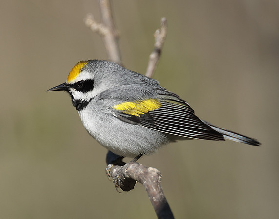 Golden-winged Warbler Vermivora chrysoptera