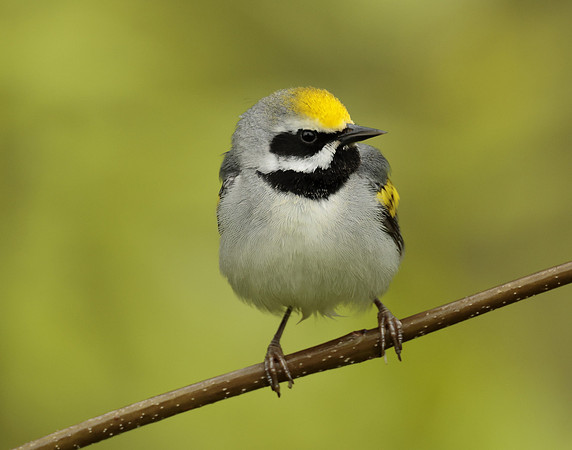 Golden-winged Warbler Vermivora chrysoptera