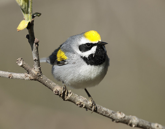 Golden-winged Warbler Vermivora chrysoptera