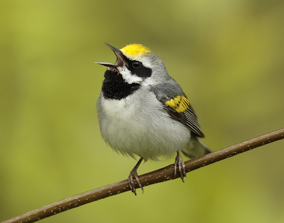 Golden-winged Warbler Vermivora chrysoptera