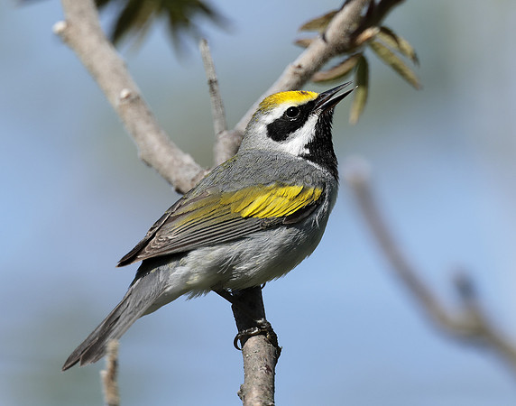 Golden-winged Warbler Vermivora chrysoptera