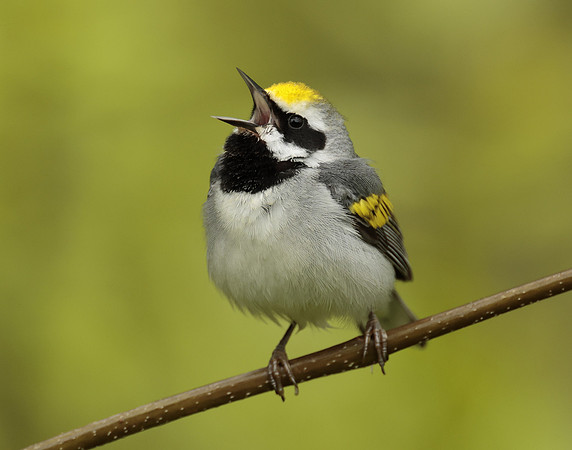 Golden-winged Warbler Vermivora chrysoptera