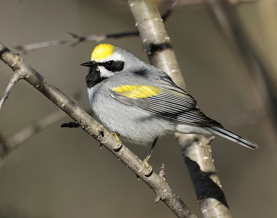 Golden-winged Warbler Vermivora chrysoptera