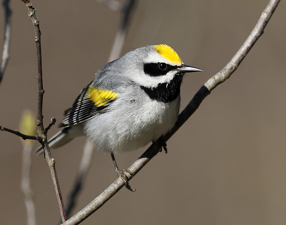 Golden-winged Warbler Vermivora chrysoptera