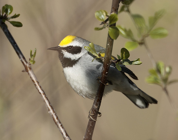 Golden-winged Warbler Vermivora chrysoptera