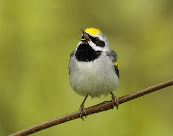 Golden-winged Warbler Vermivora chrysoptera