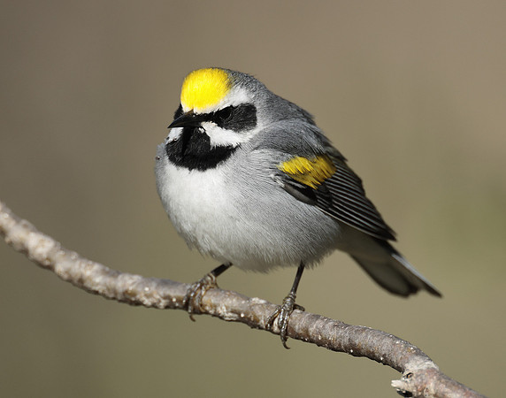 Golden-winged Warbler Vermivora chrysoptera