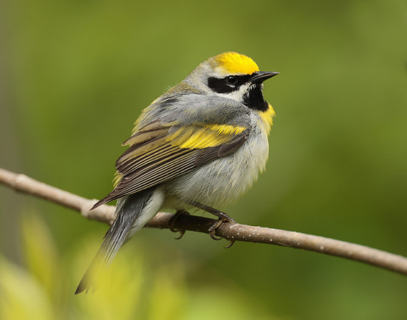 Golden-winged Warbler Vermivora chrysoptera