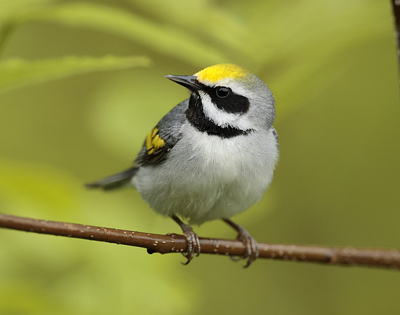 Golden-winged Warbler Vermivora chrysoptera