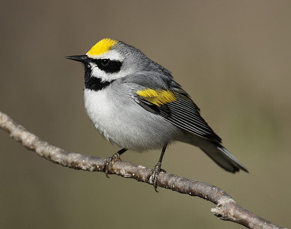Golden-winged Warbler Vermivora chrysoptera