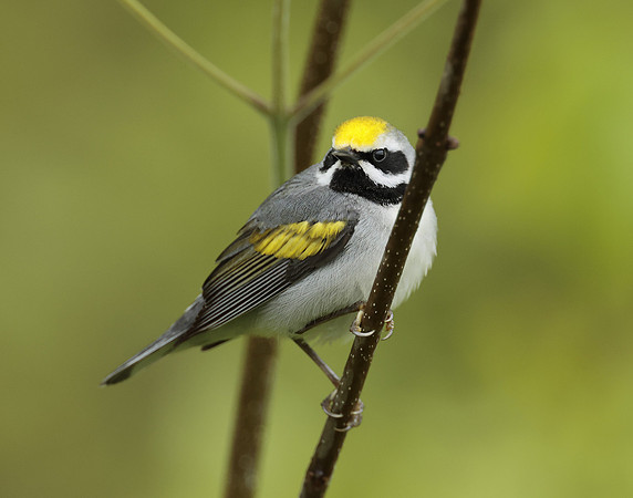 Golden-winged Warbler Vermivora chrysoptera