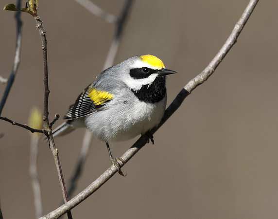 Golden-winged Warbler Vermivora chrysoptera