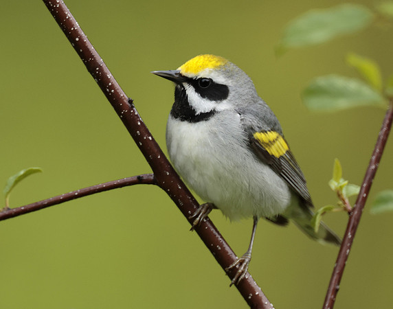 Golden-winged Warbler Vermivora chrysoptera