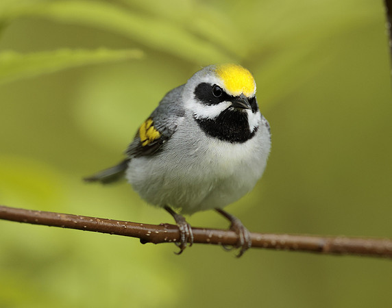 Golden-winged Warbler Vermivora chrysoptera