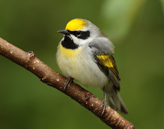 Golden-winged Warbler Vermivora chrysoptera