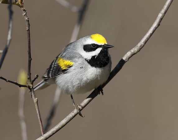 Golden-winged Warbler Vermivora chrysoptera