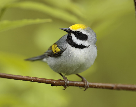 Golden-winged Warbler Vermivora chrysoptera