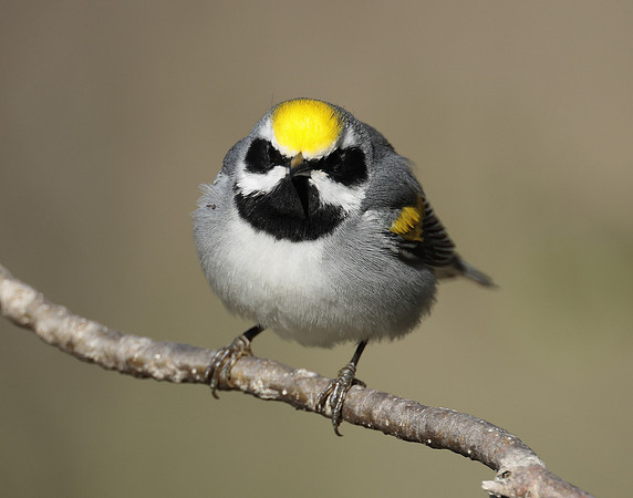 Golden-winged Warbler Vermivora chrysoptera