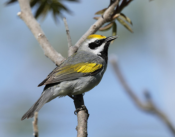 Golden-winged Warbler Vermivora chrysoptera
