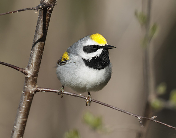 Golden-winged Warbler Vermivora chrysoptera