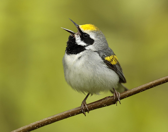 Golden-winged Warbler Vermivora chrysoptera