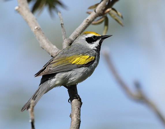 Golden-winged Warbler Vermivora chrysoptera