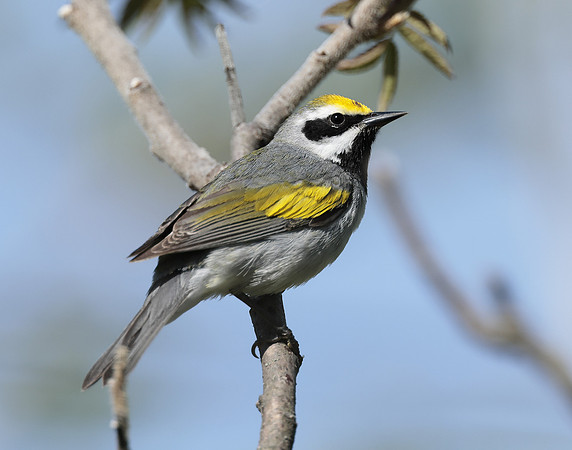 Golden-winged Warbler Vermivora chrysoptera