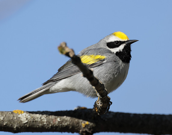 Golden-winged Warbler Vermivora chrysoptera