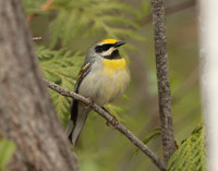 Golden-winged Warbler Vermivora chrysoptera hybid