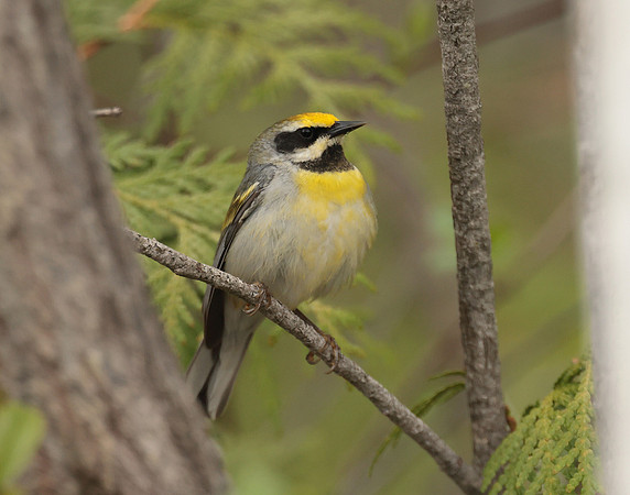 Golden-winged Warbler Vermivora chrysoptera hybid