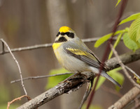 Golden-winged Warbler Vermivora chrysoptera hybid