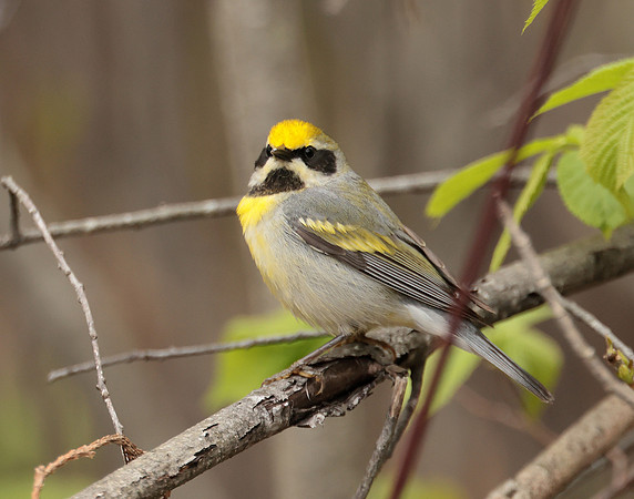 Golden-winged Warbler Vermivora chrysoptera hybid