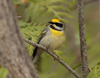 Golden-winged Warbler Vermivora chrysoptera hybid
