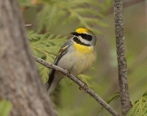 Golden-winged Warbler Vermivora chrysoptera hybid