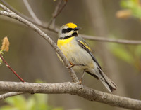 Golden-winged Warbler Vermivora chrysoptera hybid