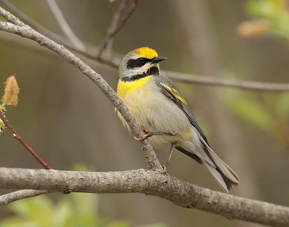 Golden-winged Warbler Vermivora chrysoptera hybid