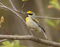 Golden-winged Warbler Vermivora chrysoptera hybid