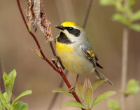 Golden-winged Warbler Vermivora chrysoptera hybid