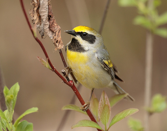 Golden-winged Warbler Vermivora chrysoptera hybid