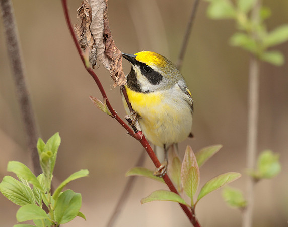 Golden-winged Warbler Vermivora chrysoptera hybid