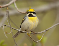 Golden-winged Warbler Vermivora chrysoptera hybid