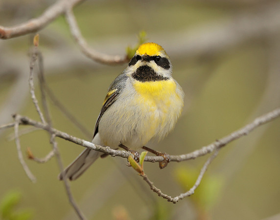 Golden-winged Warbler Vermivora chrysoptera hybid