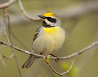 Golden-winged Warbler Vermivora chrysoptera hybid