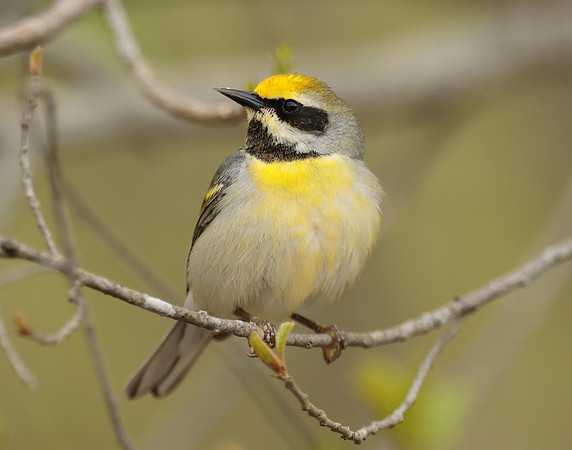 Golden-winged Warbler Vermivora chrysoptera hybid