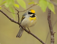 Golden-winged Warbler Vermivora chrysoptera hybid