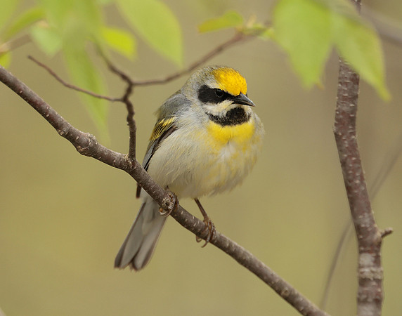 Golden-winged Warbler Vermivora chrysoptera hybid